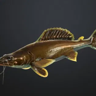 CATFISH FISH SUMEC RYBA (Cá da trơn)