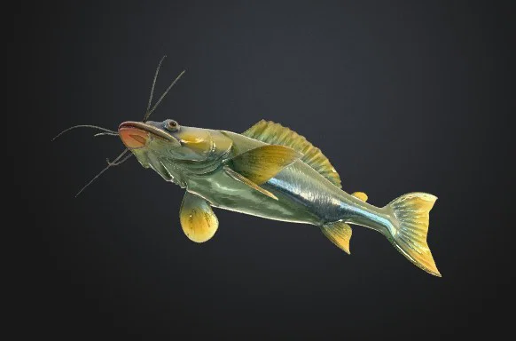 CATFISH FISH SUMEC RYBA (Cá da trơn) - Image 3