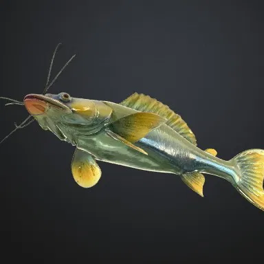 CATFISH FISH SUMEC RYBA (Cá da trơn)