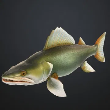 GREEN FISH ZELENA RYBA (Cá xanh)