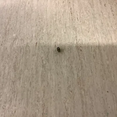 Chặn cửa (Door stop)