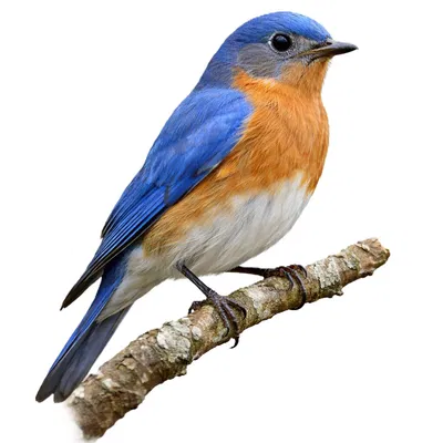 Chim BlueBird Đậu Trên Cành