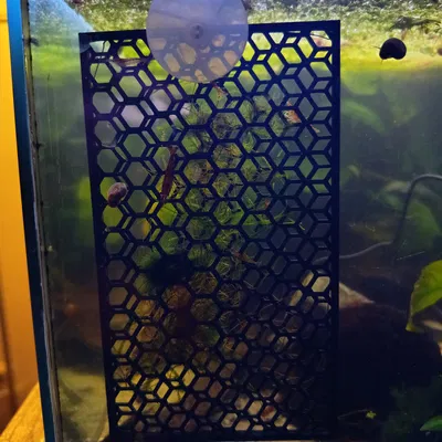 Đồ giữ rêu đơn giản cho hồ aquarium