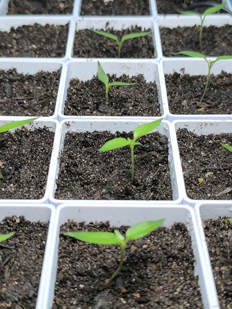 Bộ ươm cây Modular Seed Starter - Image 3