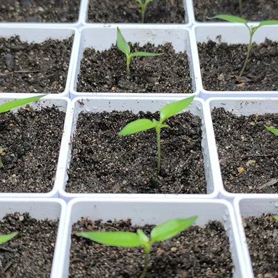 Bộ ươm cây Modular Seed Starter