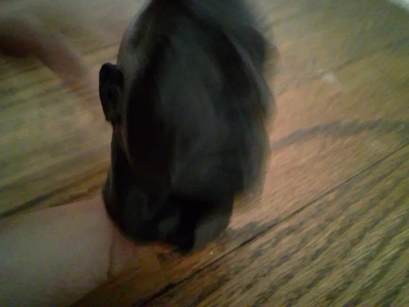 Rock Squishy - Image 2