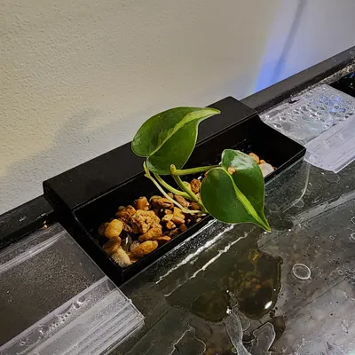 Rổ Trồng Cây Treo Hồ Cá (Plant Basket, Basket for Plants)