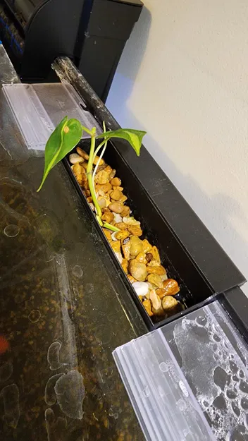 Rổ Trồng Cây Treo Hồ Cá (Plant Basket, Basket for Plants) - Image 2