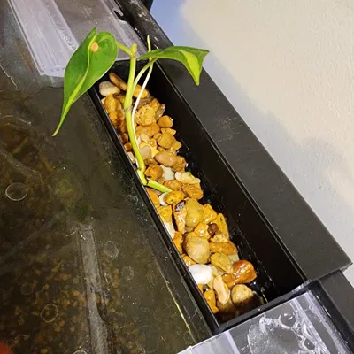 Rổ Trồng Cây Treo Hồ Cá (Plant Basket, Basket for Plants)