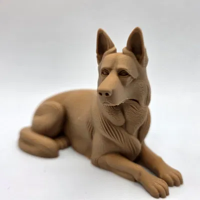 Chó Becgie Đức Nằm (German Shepherd Laying)