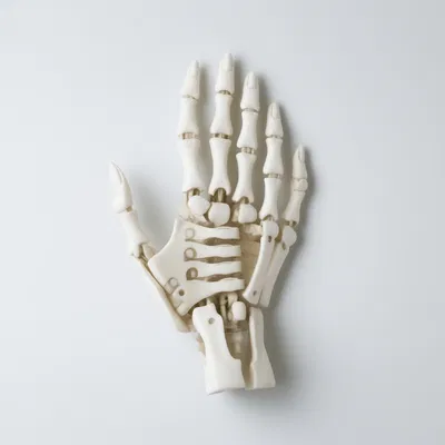 Skull Hand (Bàn Tay Đầu Lâu)