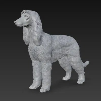 Mô Hình Chó Afghan Hound 3D Đẹp Mắt