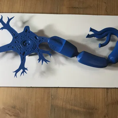 Mô hình Neuron (Neuron Model)