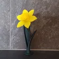 Daffodil (Hoa thủy tiên vàng) in 3D - Thumbnail 4