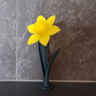 Daffodil (Hoa thủy tiên vàng) in 3D