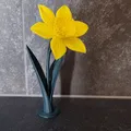 Daffodil (Hoa thủy tiên vàng) in 3D - Thumbnail 5