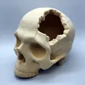 Hộp Sọ “Major Headache Skull” - Thumbnail 1