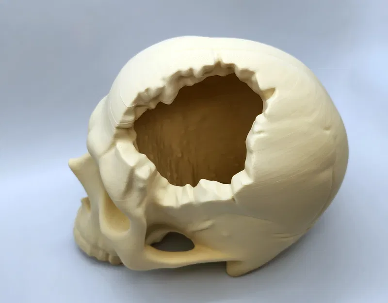 Hộp Sọ “Major Headache Skull” - Image 2