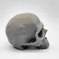 Hộp Sọ “Major Headache Skull” - Thumbnail 4