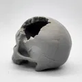 Hộp Sọ “Major Headache Skull” - Thumbnail 6