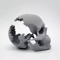 Mô hình Đầu Lâu Vỡ Độc Đáo - In 3D Dễ Dàng - Thumbnail 6