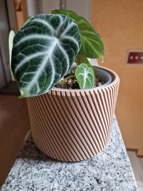 Chậu Cây Xoắn Ốc 3D - Trang Trí Độc Đáo Cho Chậu 12cm - Image 1