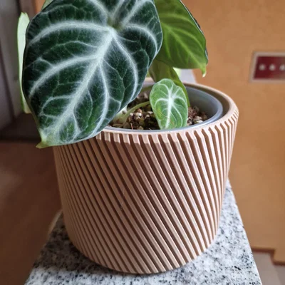 Chậu Cây Xoắn Ốc 3D - Trang Trí Độc Đáo Cho Chậu 12cm