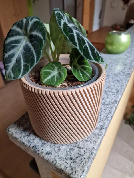 Chậu Cây Xoắn Ốc 3D - Trang Trí Độc Đáo Cho Chậu 12cm - Image 2