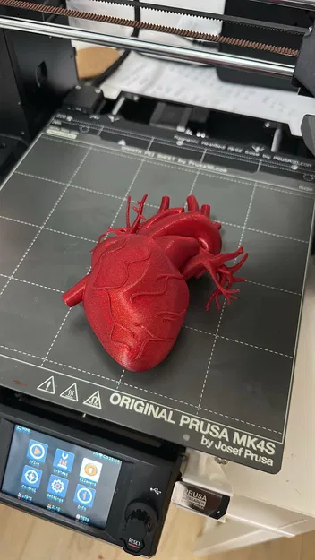 Trái tim người (Human heart) tỉ lệ gần 1:1 - Image 1