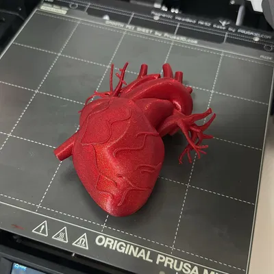 Trái tim người (Human heart) tỉ lệ gần 1:1