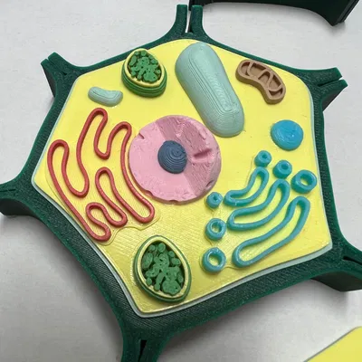 Mô hình tế bào thực vật nhỏ cho môn Sinh học