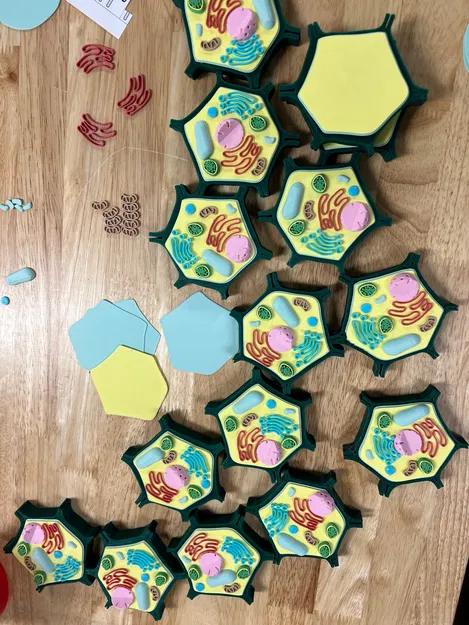 Mô hình tế bào thực vật nhỏ cho môn Sinh học - Image 3