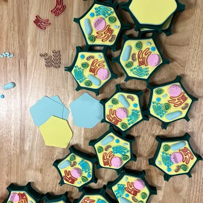 Mô hình tế bào thực vật nhỏ cho môn Sinh học