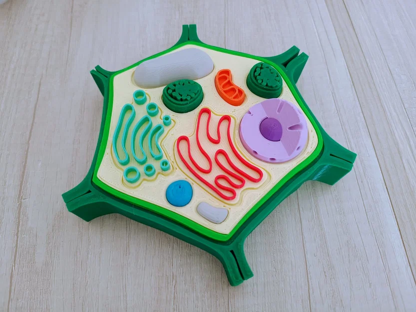 Tế bào thực vật (Celula Vegetal) thích ứng cho người khiếm thị - Image 1