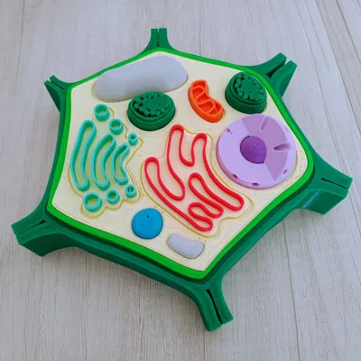 Tế bào thực vật (Celula Vegetal) thích ứng cho người khiếm thị