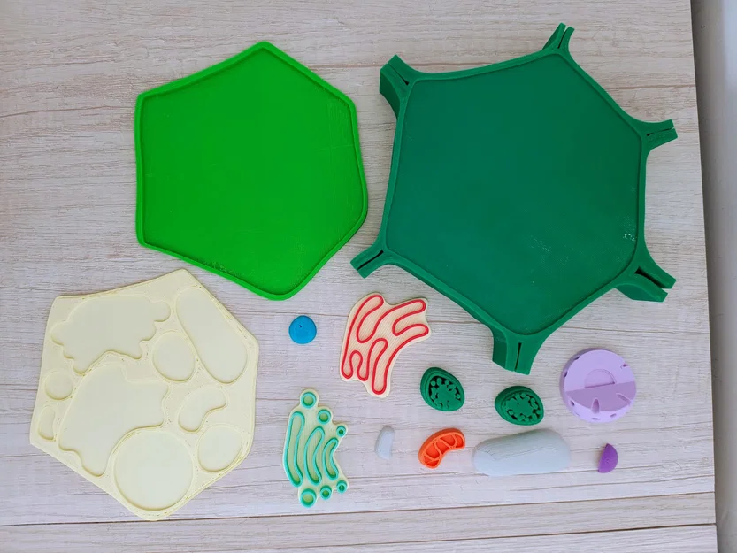 Tế bào thực vật (Celula Vegetal) thích ứng cho người khiếm thị - Image 2