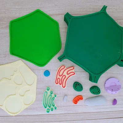 Tế bào thực vật (Celula Vegetal) thích ứng cho người khiếm thị