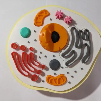 Mô hình tế bào động vật (Animal cell model)