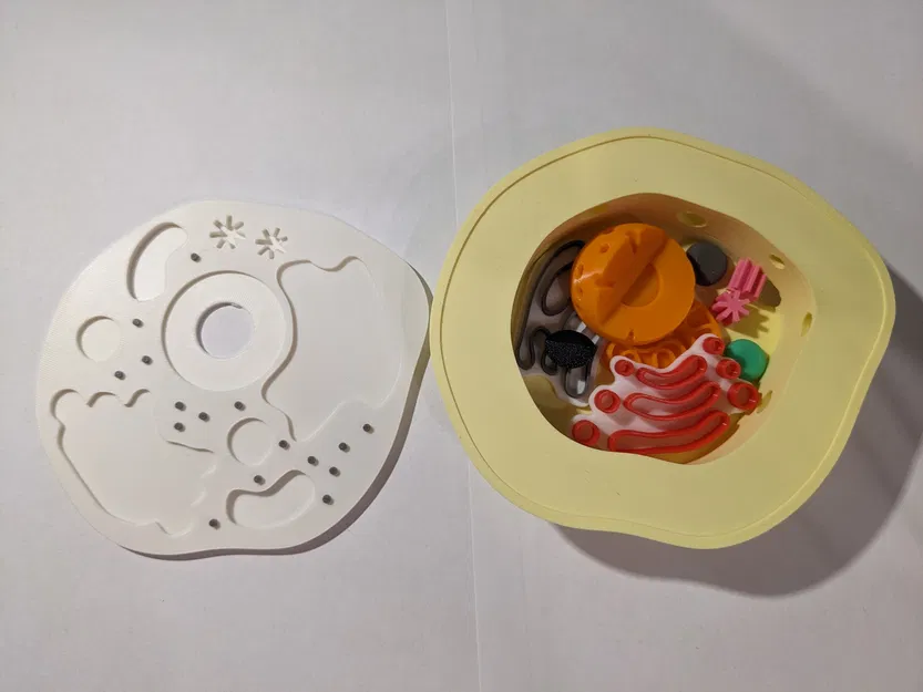 Mô hình tế bào động vật (Animal cell model) - Image 2