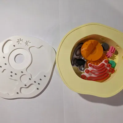 Mô hình tế bào động vật (Animal cell model)