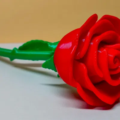 Bông hồng Ngày Valentine