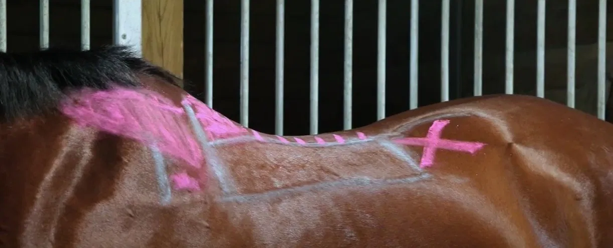 Horse Back Mapper – Dụng cụ đo biên dạng lưng ngựa để canh yên - Image 1