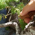 Cưa Bonsai (Bonsai Saw) - Thumbnail 2