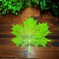 Lá Phong Voronoi (Voronoi Maple Leaf) - Thumbnail 5
