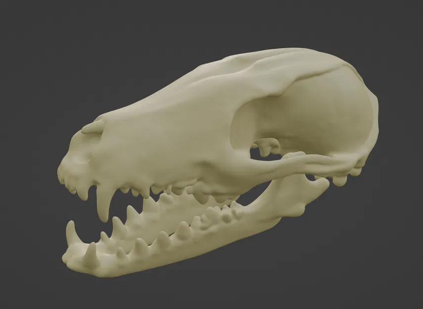 Hộp sọ cáo đỏ (2 mảnh) - Image 1