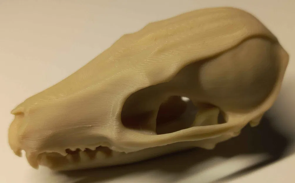 Hộp sọ cáo đỏ (2 mảnh) - Image 2