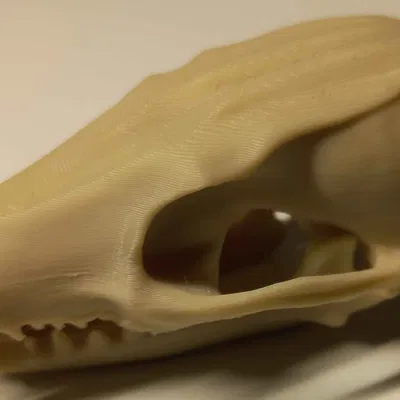 Hộp sọ cáo đỏ (2 mảnh)