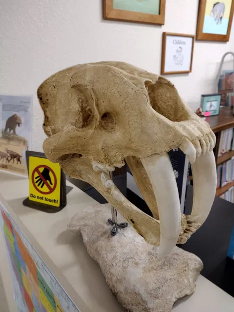 Hộp sọ Mèo răng kiếm (Smilodon fatalis) kích thước thật (Life Size) - Image 1