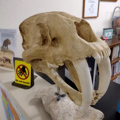 Hộp sọ Mèo răng kiếm (Smilodon fatalis) kích thước thật (Life Size)