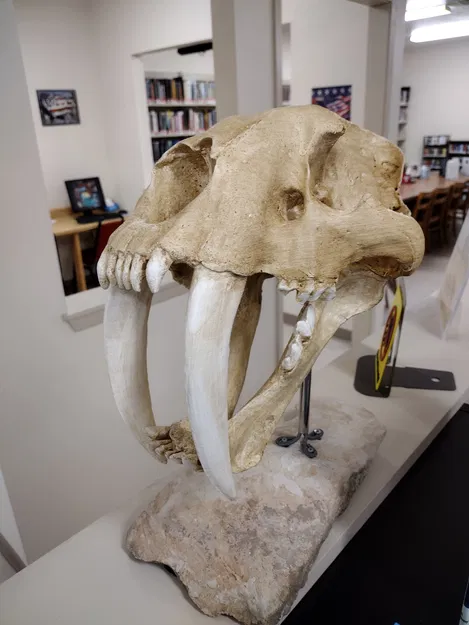 Hộp sọ Mèo răng kiếm (Smilodon fatalis) kích thước thật (Life Size) - Image 2